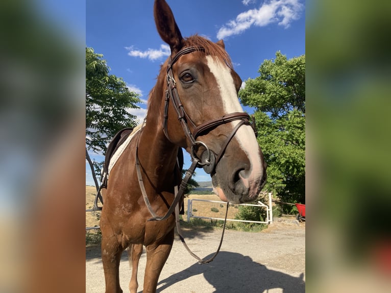 Selle Français Gelding 10 years 16 hh Chestnut-Red in Segovia