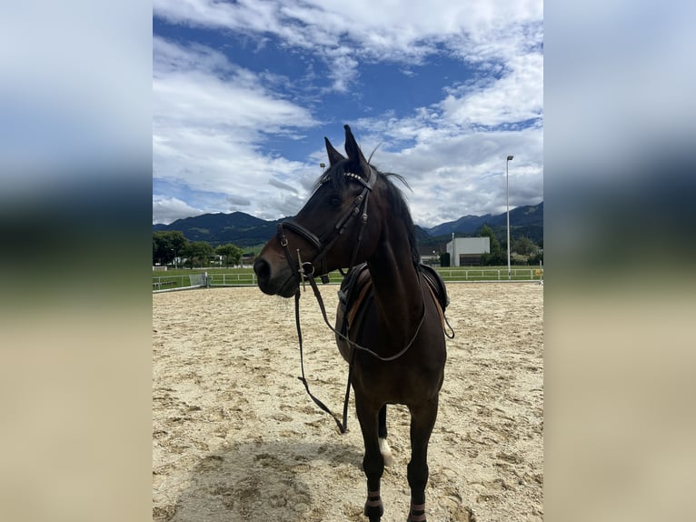 Selle Français Gelding 10 years 16,1 hh Bay-Dark in Hohenstein Ödenwaldstetten