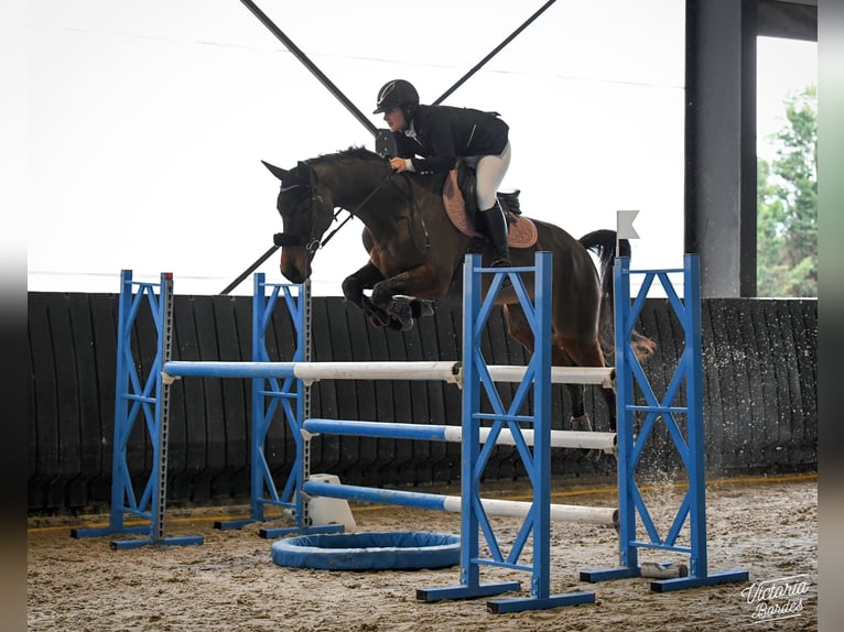 Selle Français Gelding 10 years 16,1 hh Brown in Tartas