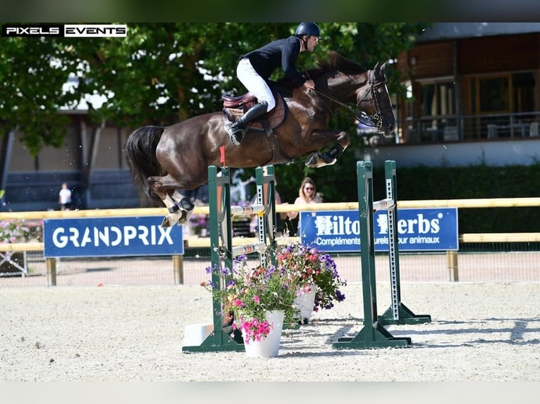 Selle Français Gelding 10 years 16,1 hh Chestnut in Lilienthal
