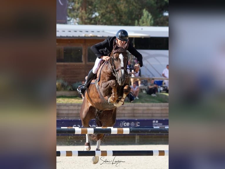 Selle Français Gelding 10 years 16,1 hh Chestnut in Lilienthal