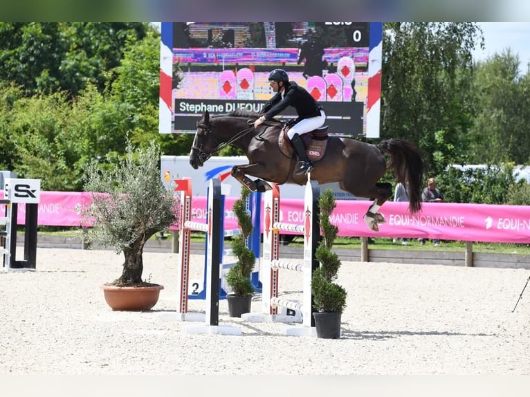 Selle Français Gelding 10 years 16,1 hh Chestnut in Lilienthal