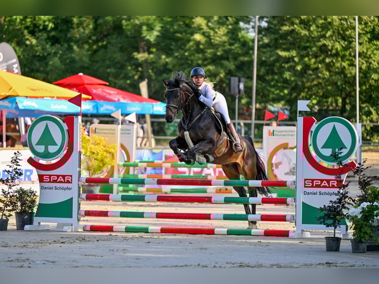 Selle Français Gelding 10 years 16,1 hh Smoky-Black in Rankweil