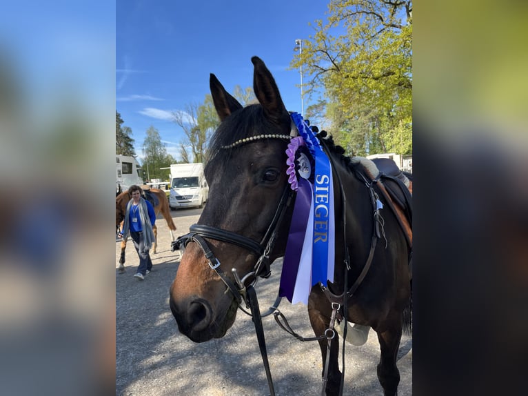 Selle Français Gelding 10 years 16,1 hh Smoky-Black in Rankweil