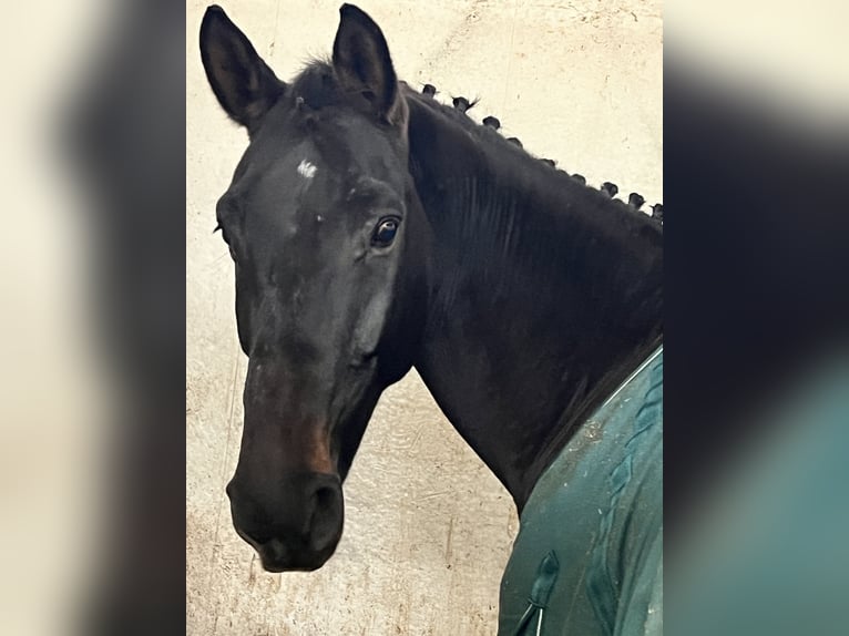 Selle Français Gelding 10 years 17 hh Bay-Dark in Albenga