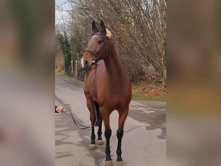 Selle Français Gelding 10 years 17 hh Brown in Lage