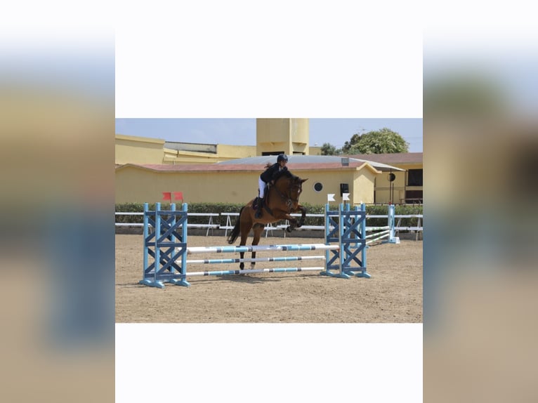 Selle Français Gelding 10 years 17 hh Brown in Bassillac