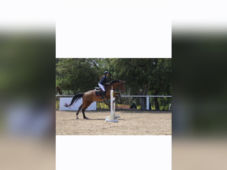 Selle Français Gelding 10 years 17 hh Brown in Bassillac