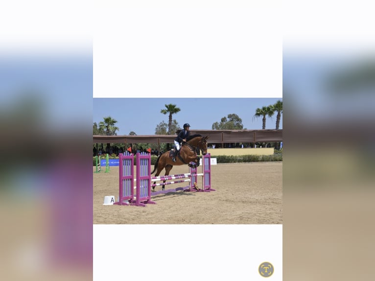 Selle Français Gelding 10 years 17 hh Brown in Bassillac