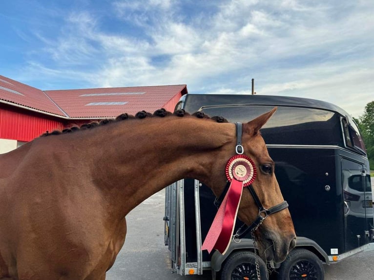 Selle Français Gelding 10 years 17 hh Chestnut in Sabro