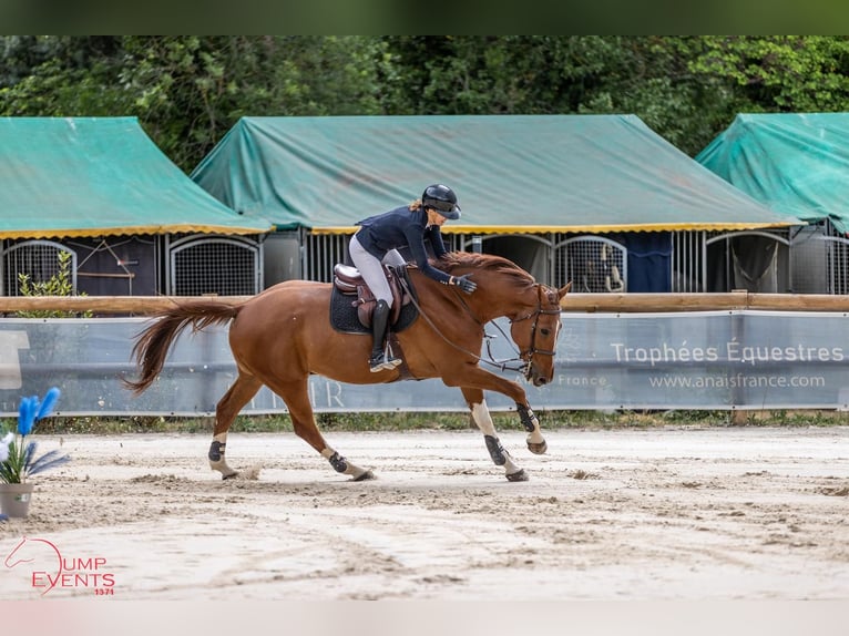 Selle Français Gelding 10 years 17 hh Chestnut-Red in aix en provence