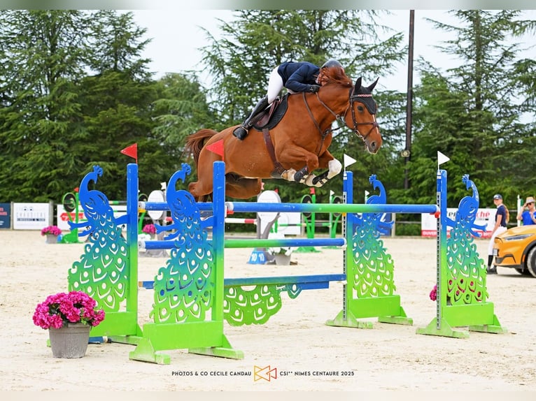 Selle Français Gelding 10 years 17 hh Chestnut-Red in aix en provence