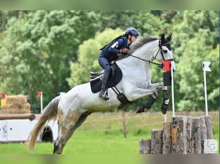 Selle Français Gelding 10 years 17 hh Gray in Cr&#xE9;teil