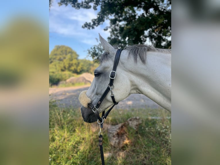 Selle Français Gelding 10 years 17 hh Gray in Cr&#xE9;teil