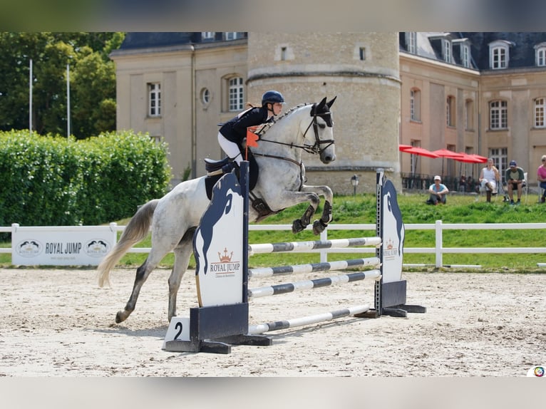 Selle Français Gelding 10 years 17 hh Gray in Cr&#xE9;teil