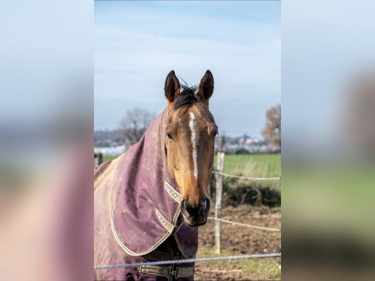 Selle Français Gelding 10 years Brown in Saint-Bonnet-de-Mure