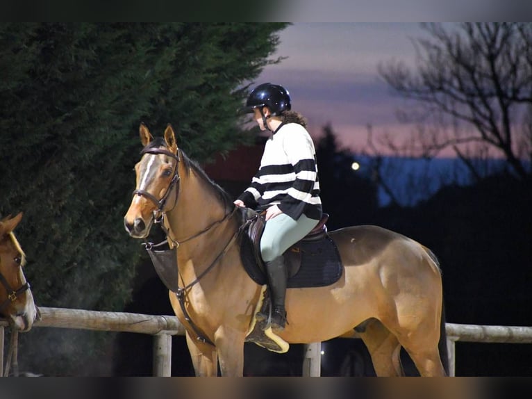 Selle Français Gelding 10 years Brown in Saint-Bonnet-de-Mure