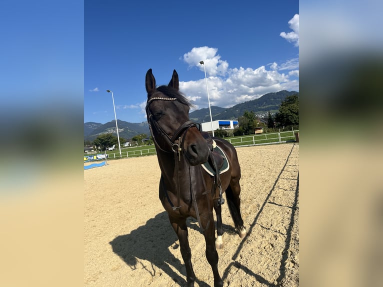 Selle Français Gelding 11 years 16.1 hh Bay-Dark in Hohenstein Ödenwaldstetten