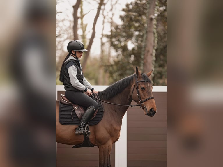 Selle Français Gelding 11 years 16.1 hh Brown in Gouvieux