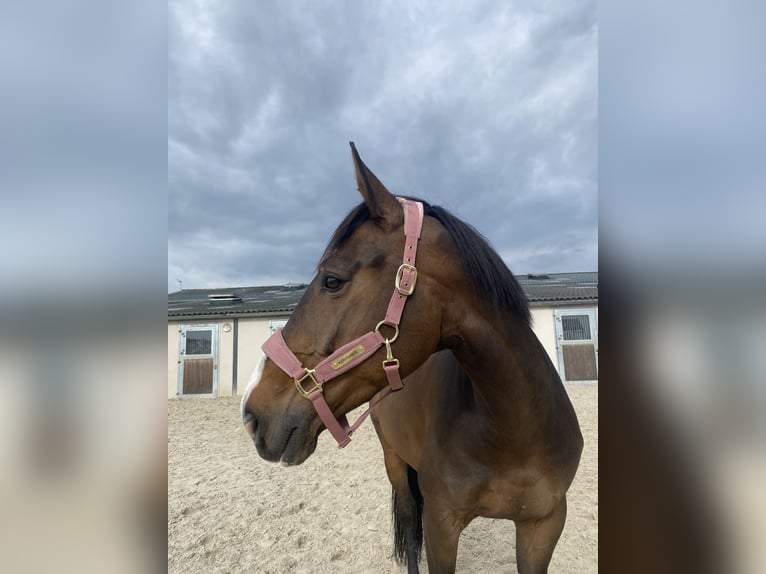 Selle Français Gelding 11 years 16.1 hh Brown in Grisy-suisnes