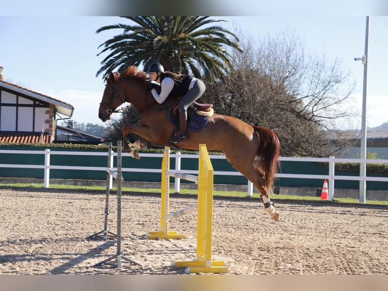Selle Français Gelding 11 years 16.2 hh Chestnut-Red in Landa (Urduliz)