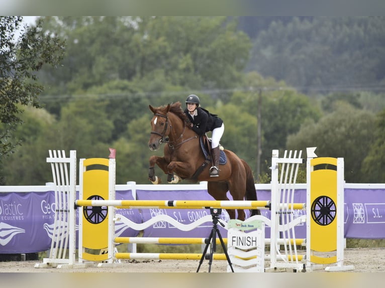 Selle Français Gelding 11 years 16.2 hh Chestnut-Red in Landa (Urduliz)