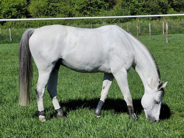 Selle Français Gelding 11 years 16.2 hh White in Grâce-Hollogne