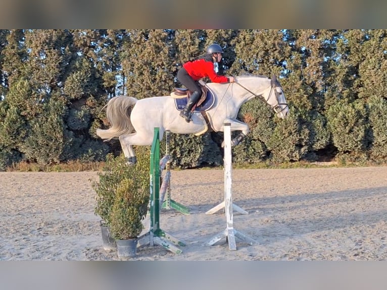 Selle Français Gelding 11 years 16.2 hh White in Grâce-Hollogne