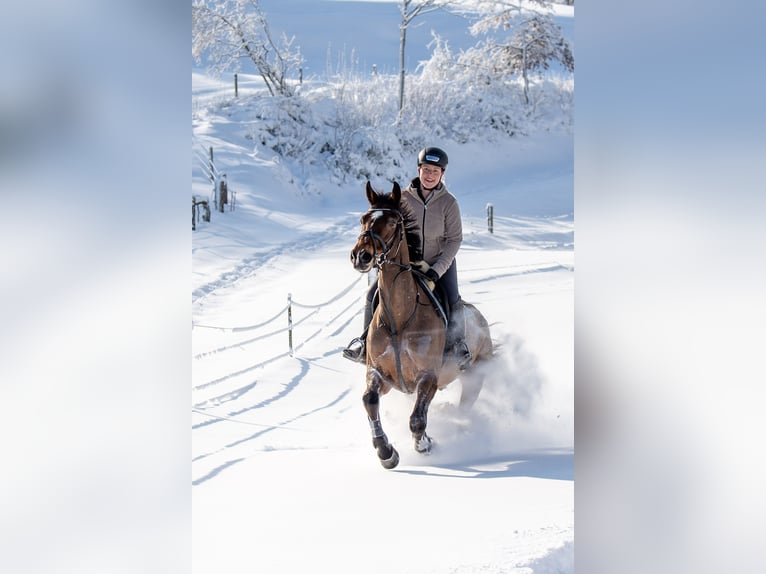 Selle Français Gelding 11 years 16 hh Brown in Berg am Irchel