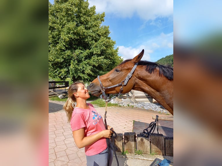 Selle Français Gelding 11 years 16 hh Brown in Berg am Irchel