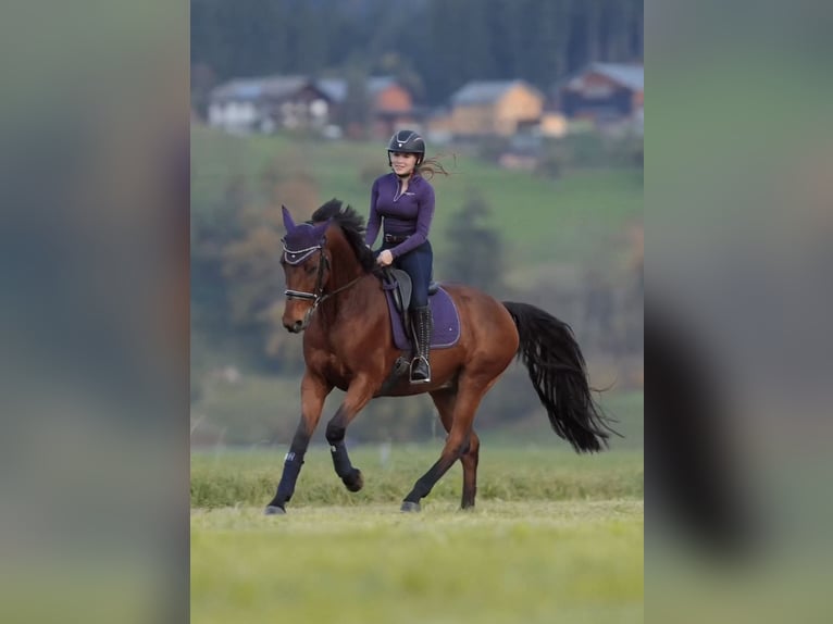 Selle Français Gelding 11 years 16,1 hh Brown in Schlins