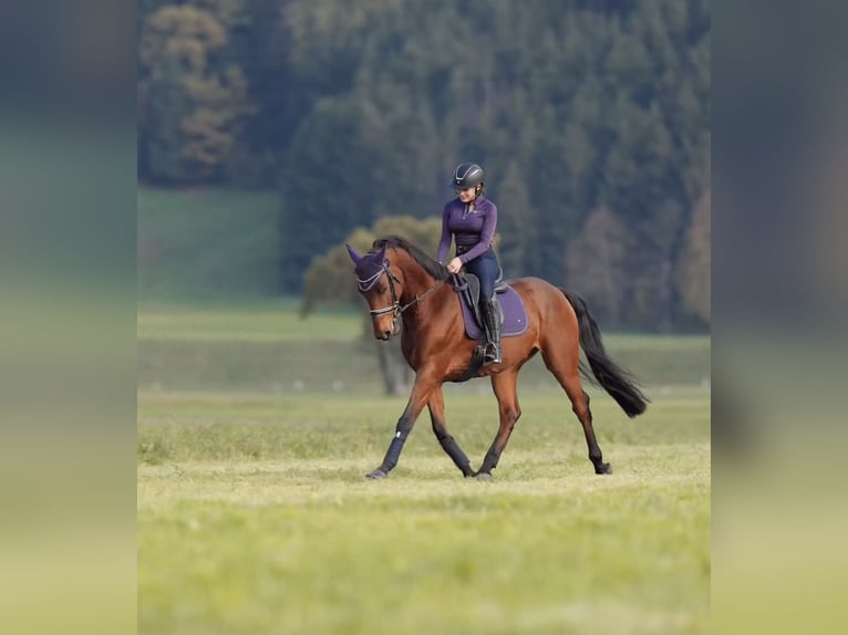 Selle Français Gelding 11 years 16,1 hh Brown in Schlins