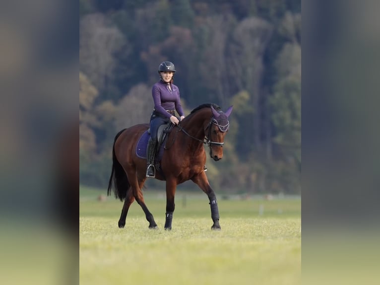 Selle Français Gelding 11 years 16,1 hh Brown in Schlins