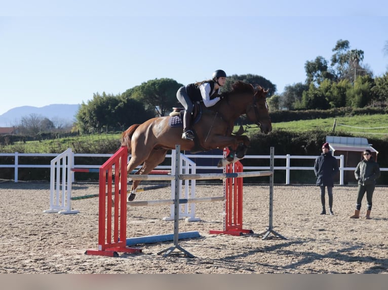 Selle Français Gelding 11 years 16,2 hh Chestnut-Red in Landa (Urduliz)