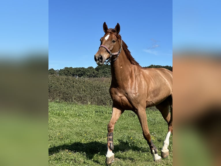 Selle Français Gelding 11 years 16,2 hh Chestnut-Red in Landa (Urduliz)