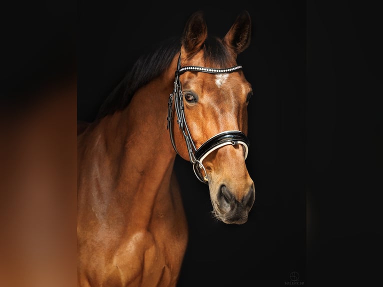 Selle Français Gelding 11 years 17 hh Brown in Lagorce