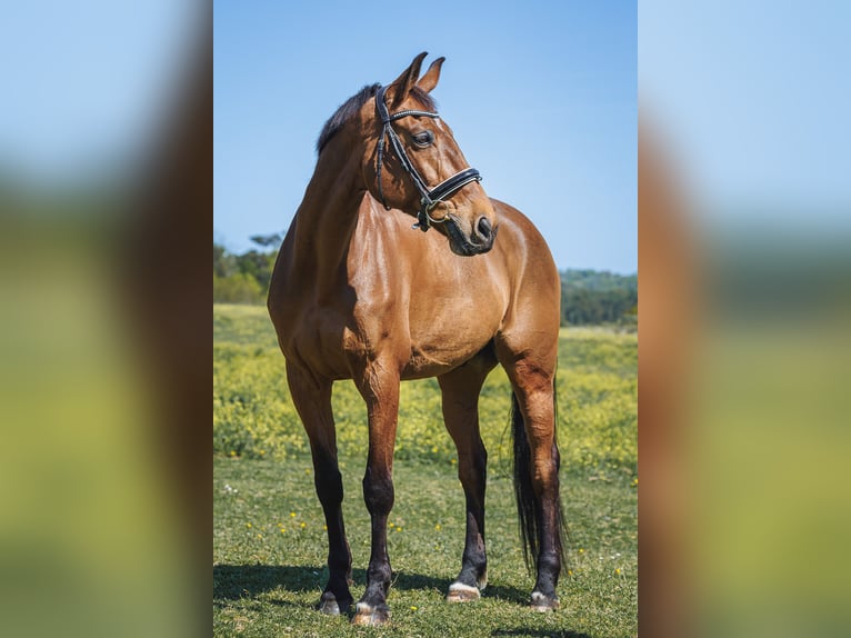 Selle Français Gelding 11 years 17 hh Brown in Lagorce