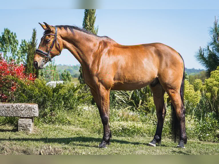 Selle Français Gelding 11 years 17 hh Brown in Lagorce
