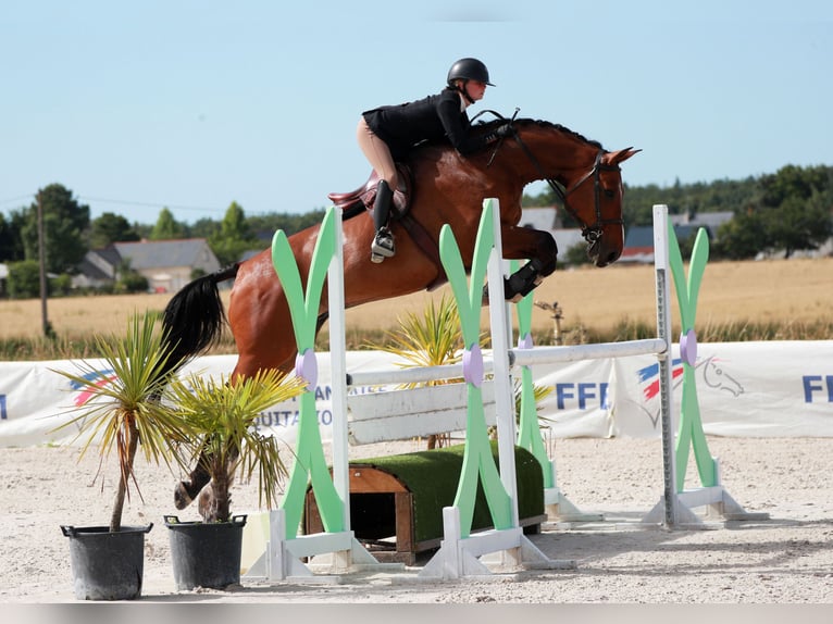 Selle Français Gelding 11 years 17 hh Brown in Saint Nicolas de Redon