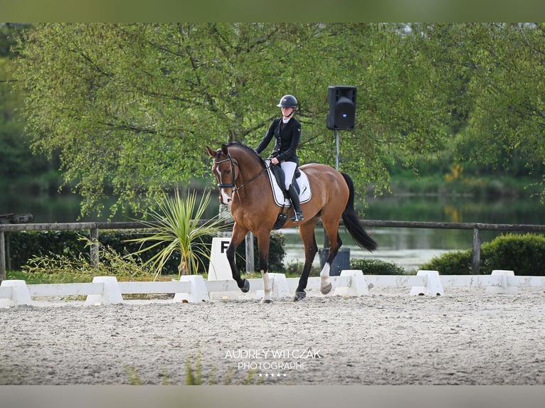 Selle Français Gelding 11 years 17 hh Brown in Saint Nicolas de Redon