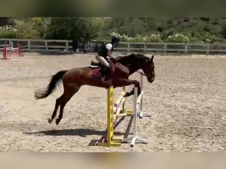 Selle Français Gelding 11 years 17 hh Brown in Sotogrande