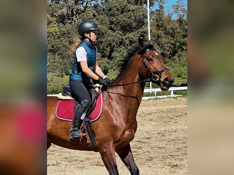Selle Français Gelding 11 years 17 hh Brown in Sotogrande