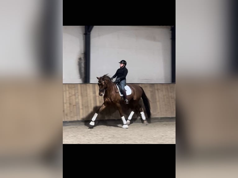 Selle Français Gelding 11 years 17 hh Chestnut in Sabro