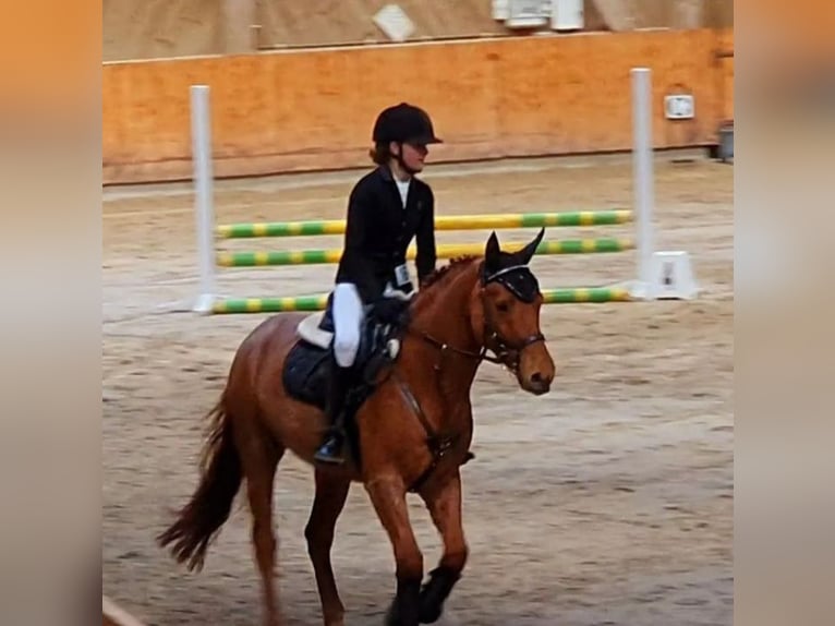 Selle Français Gelding 12 years 14,1 hh Chestnut-Red in Auvernier