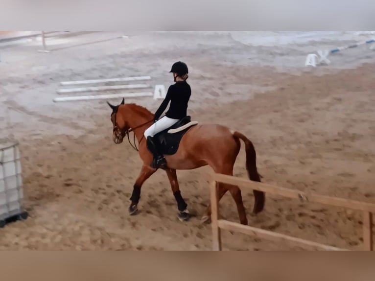 Selle Français Gelding 12 years 14,1 hh Chestnut-Red in Auvernier