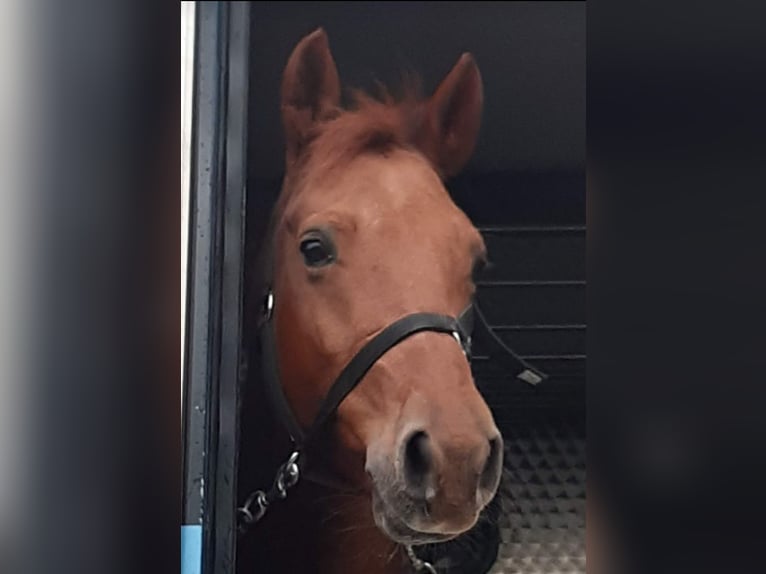 Selle Français Gelding 12 years 14,1 hh Chestnut-Red in Auvernier