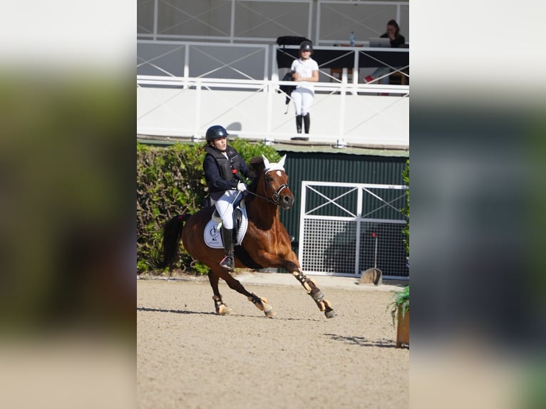 Selle Français Gelding 12 years 14 hh Brown in Sant Esteve De Palautordera