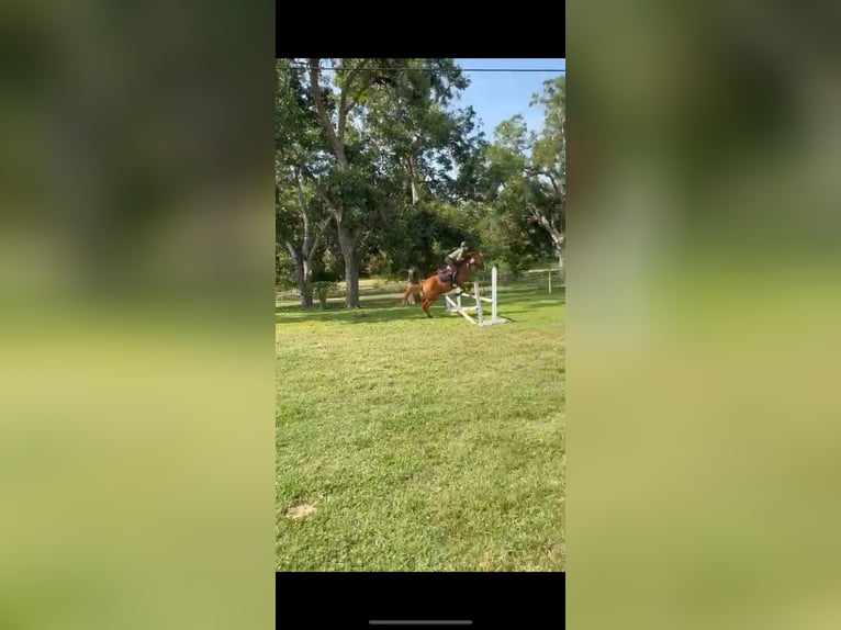 Selle Français Mix Gelding 12 years 15 hh Chestnut in Richmond, TX