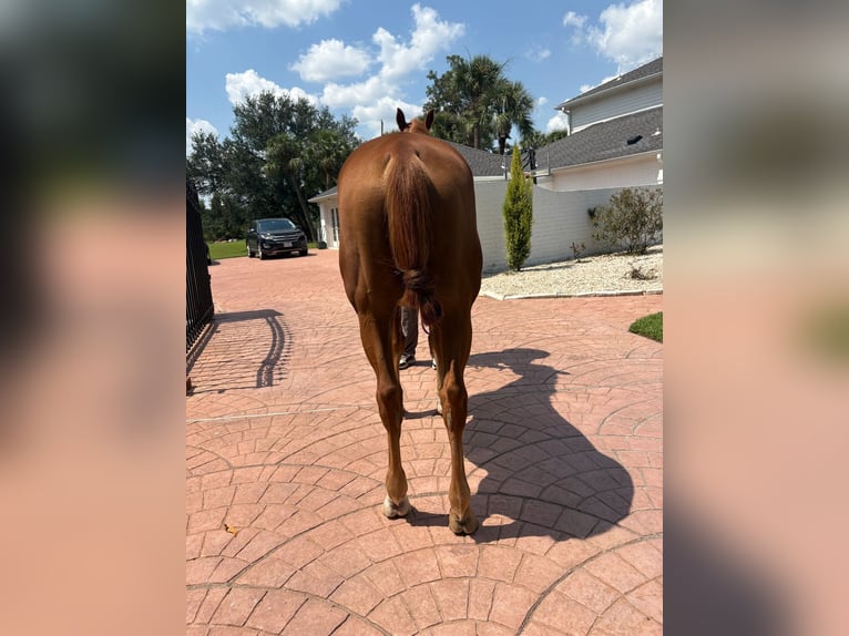 Selle Français Mix Gelding 12 years 15 hh Chestnut in Richmond, TX