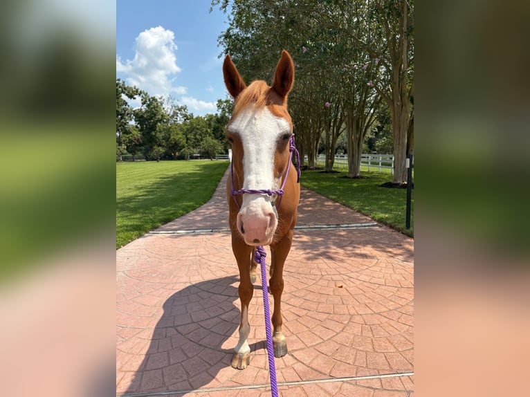 Selle Français Mix Gelding 12 years 15 hh Chestnut in Richmond, TX